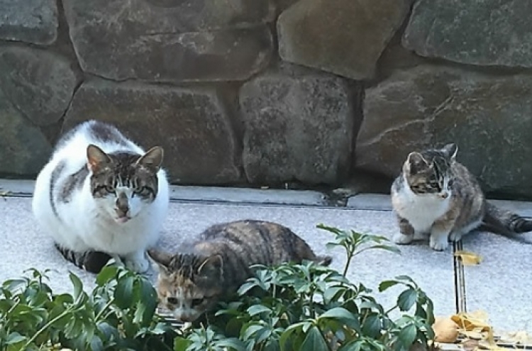 6 feral cats found dead at Busan apartment complex; poisoning suspected