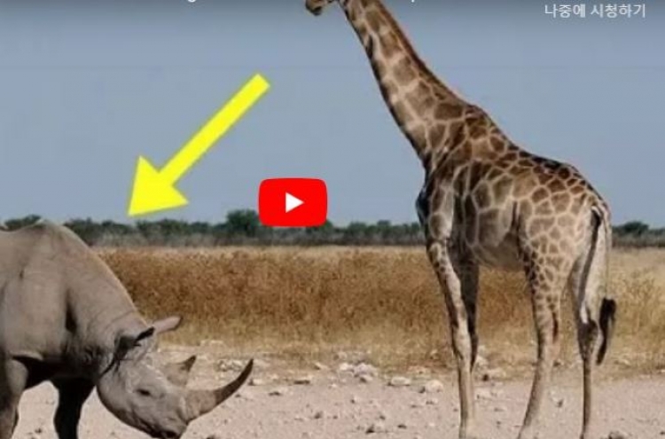(영상) 코뿔소 무게중심에 ‘대포알 슛’ 꽂는 기린