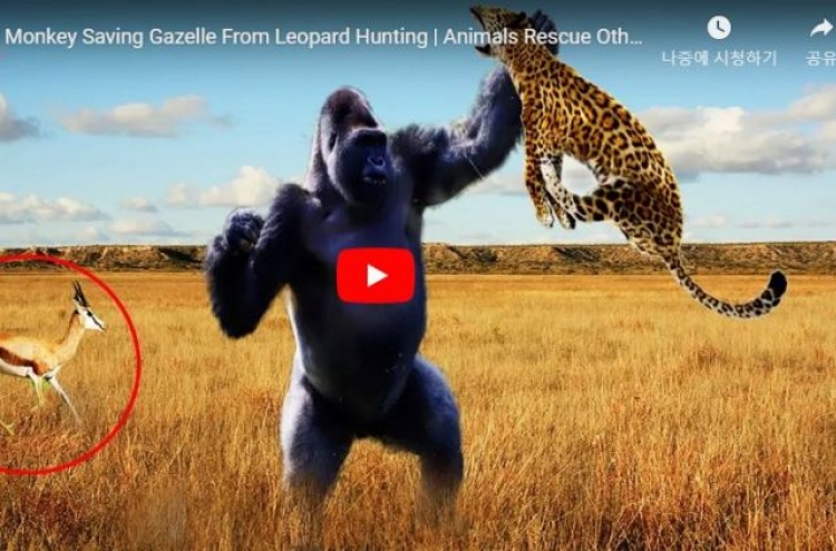 (영상) ‘무쇠주먹’ 오랑우탄의 표범 박살내기