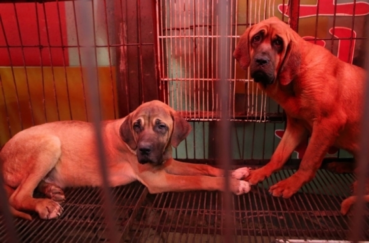 Poll shows Koreans evenly divided over legal ban on dog slaughter