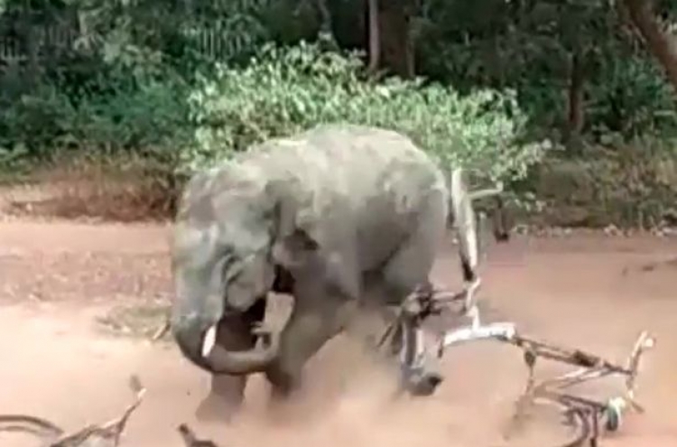 코끼리의 ‘겁 없는 난동’…3명 부상