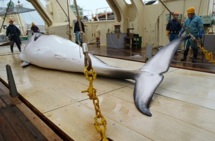Japan considers leaving IWC to resume commercial whale hunts