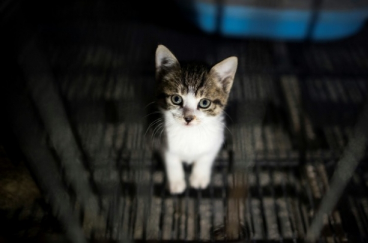 Britain bans puppy and kitten sales by pet shops