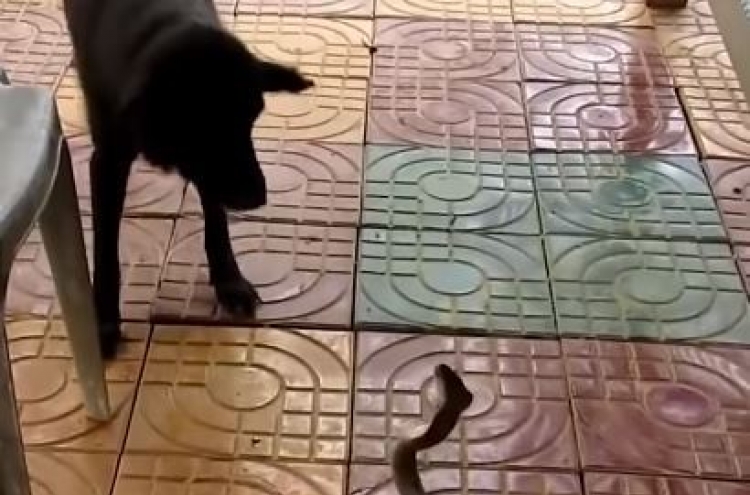(영상) 개 vs 코브라… 망설임 없이 공격