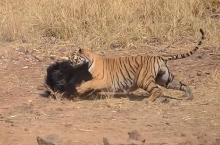 (영상) 방심한 호랑이 ‘급습’… 진흙탕 싸움