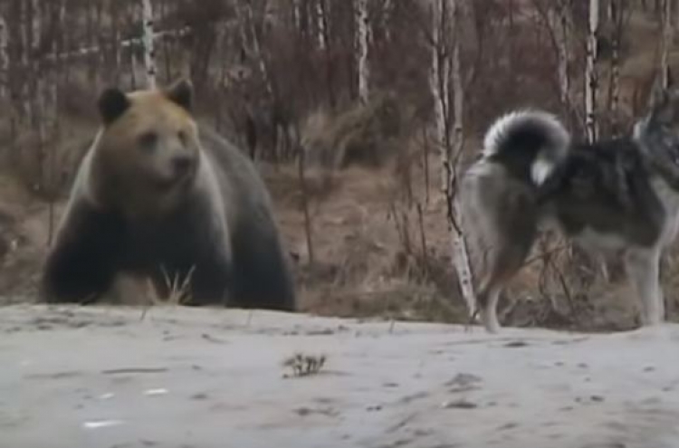 (영상) 거대 곰 vs 주인 보호하는 개 ‘목숨 건 대치’