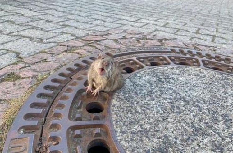 "살려주세요"…맨홀에 엉덩이낀 생쥐, 구조대원 도움으로 '방긋'