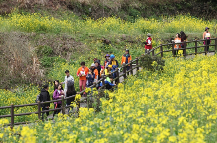 Seogwipo to hold annual canola walking festival