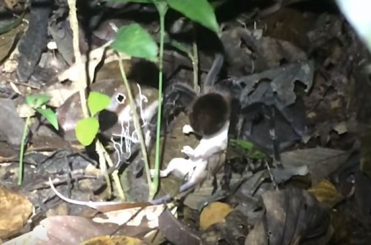 (영상) 거대 타란툴라 vs. 주머니쥐... 아마존에서 먹거리 사냥