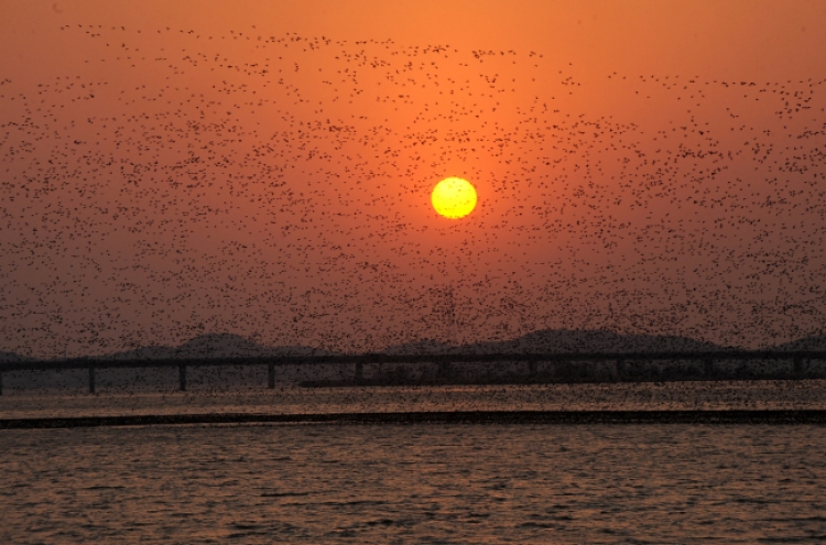 [Eye Plus] Migratory birds say adieu to S. Korea as spring arrives