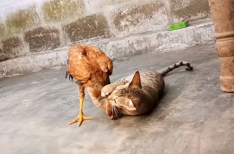 (영상) 닭의 선공, 고양이의 반격...‘격렬한 싸움’