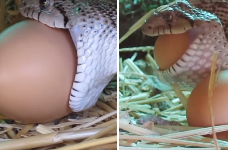 (영상) 계란 꿀꺽 삼키는 뱀 ... ‘상반된 반응’ 화제