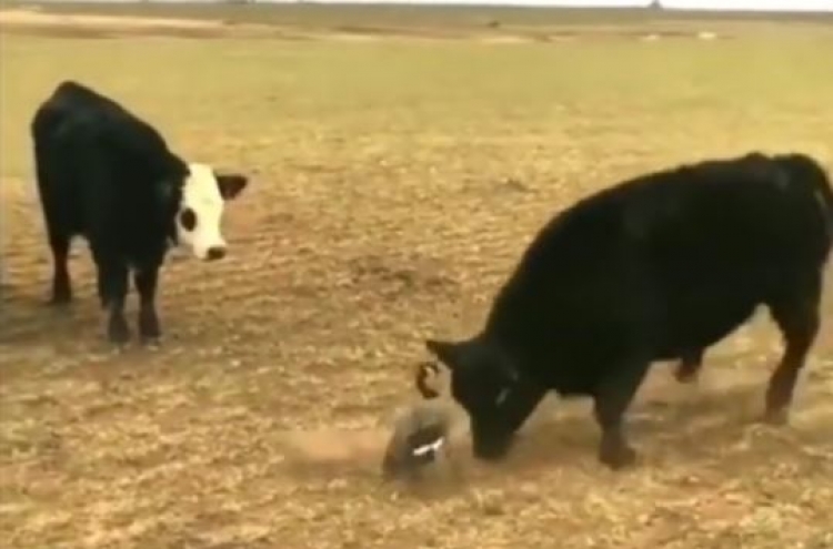 (영상) 오리와 소 맞싸움…3초 역공 승리자는?