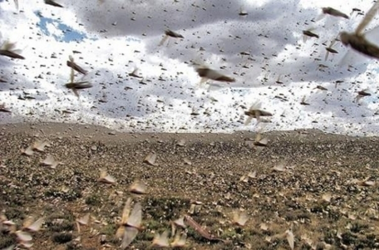 폭염 덮친 이탈리아, 해충에 몸살…사르데냐 메뚜기떼 습격