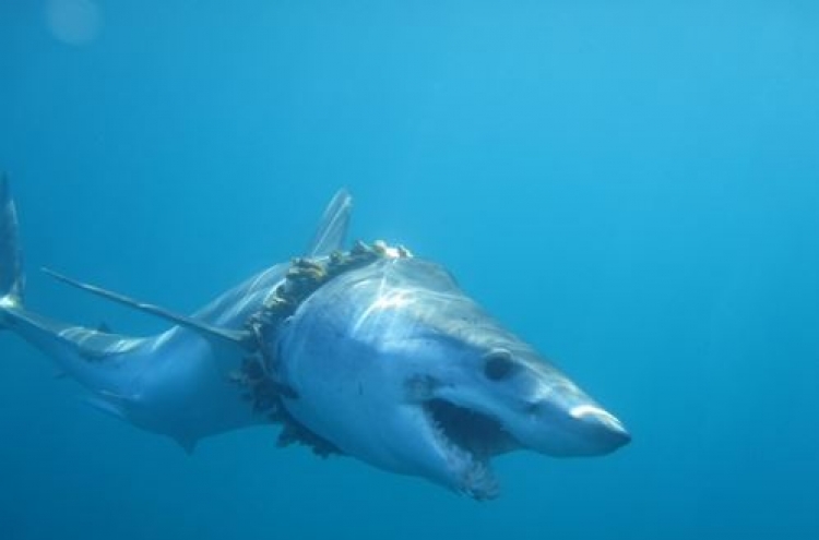 바다 포식자 상어 수백마리 고통스러운 죽음...왜?