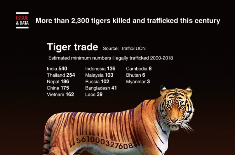 [Graphic News] More than 2,300 tigers killed and trafficked this century