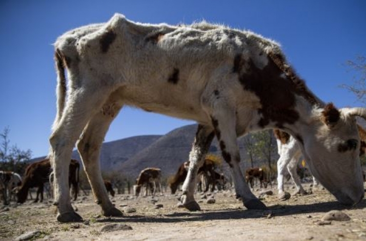칠레 60년 만의 최악 가뭄…죽어 나간 가축만 3만 마리