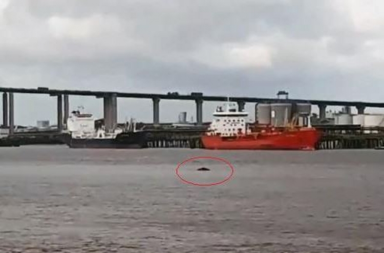 英 템스강에서 포착된 고래 이틀만에 죽은 채 발견