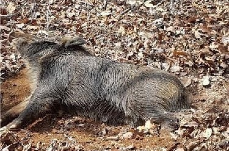 2 wild boars found dead with traces of African swine fever