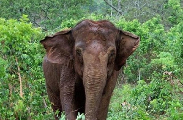 칠레의 마지막 '서커스 코끼리' 브라질서 새 보금자리 찾아