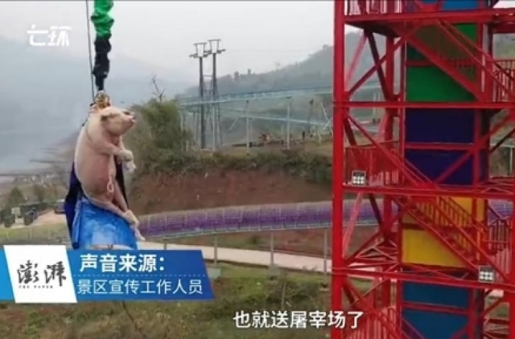 중국서 돼지를 강제로 '번지점프'…동물학대 여론뭇매