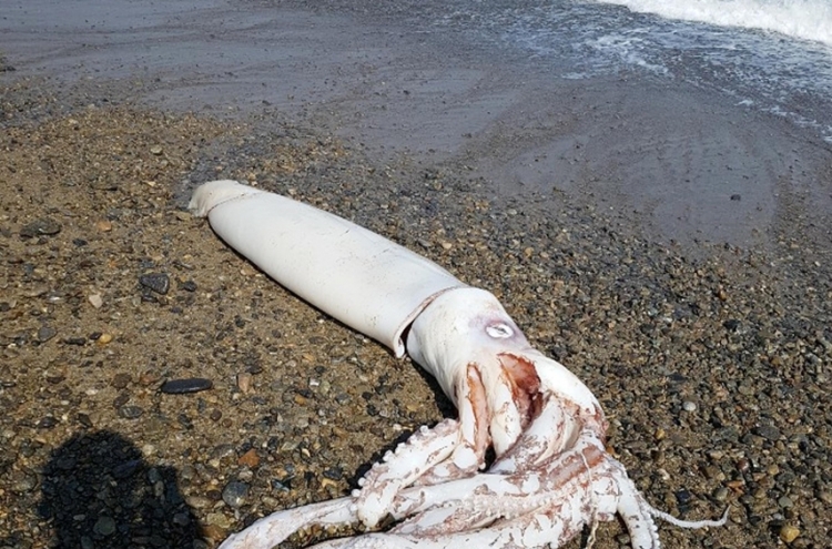 포항 바닷가서 길이 3ｍ 대왕오징어 죽은 채 발견