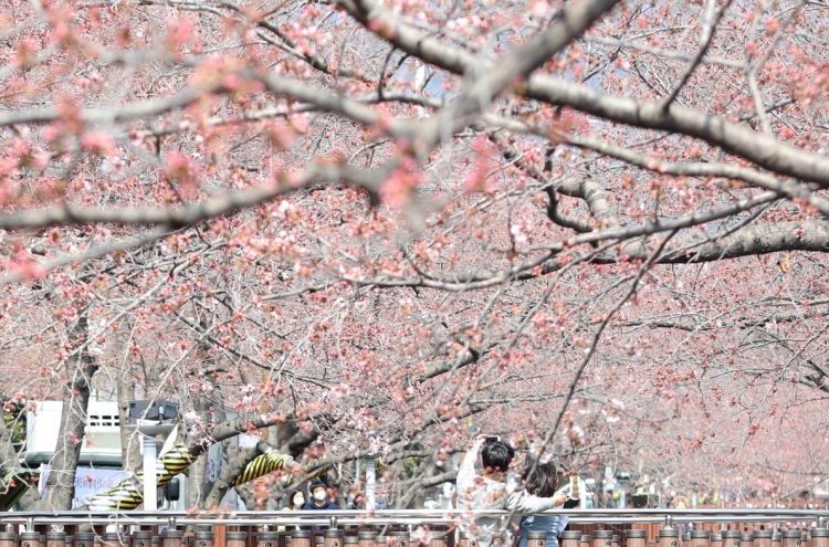 [Newsmaker] Spring flower festivals say ‘No’ to visitors