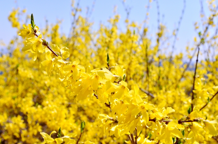 [Eye Plus] Let’s enjoy yellow forsythia blossoms from afar