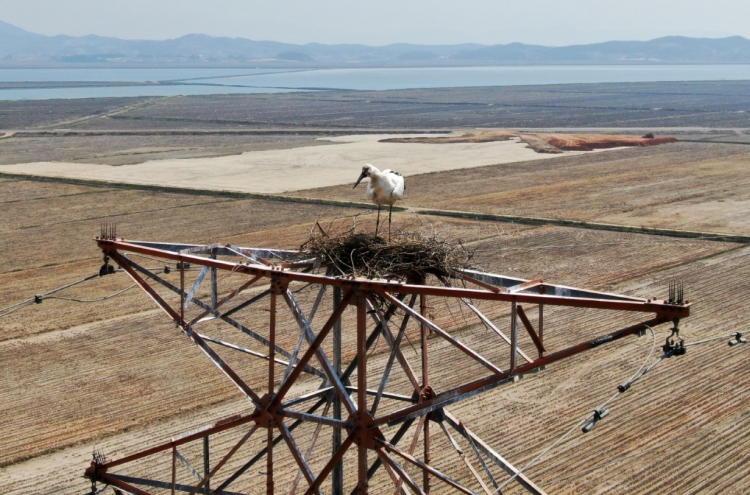 [Photo News] Endangered oriental stork