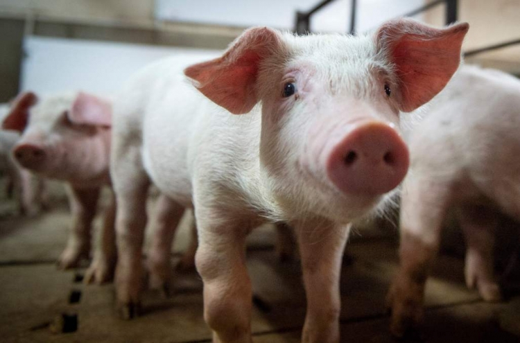 African swine fever in Korea seems to originate from Russia and China: report