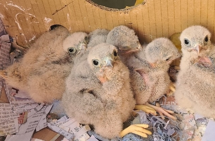 [Photo News] Kestrel chicks hatch in apartment balcony