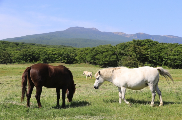 [Photo News] Jeju horses bask in sunlight