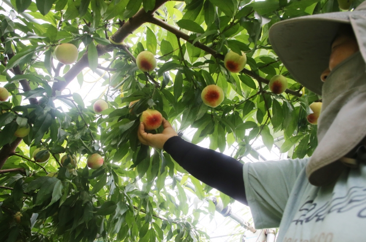 [Photo News] Harvesting peaches in Wansan