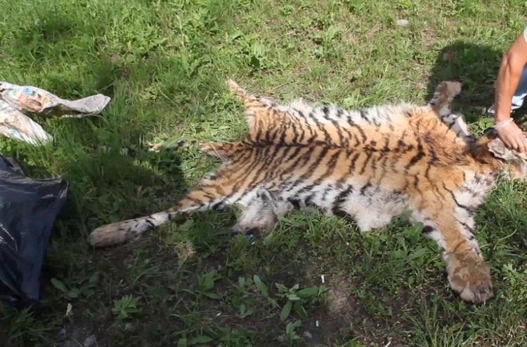 러시아서 멸종위기 백두산 호랑이 불법 사냥한 40대 체포