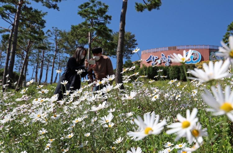 [Photo News] Korean daisies bloom in cool weather