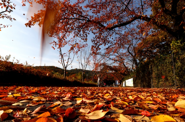 [Photo News] Autumn covers Seoul Grand Park in colorful leaves