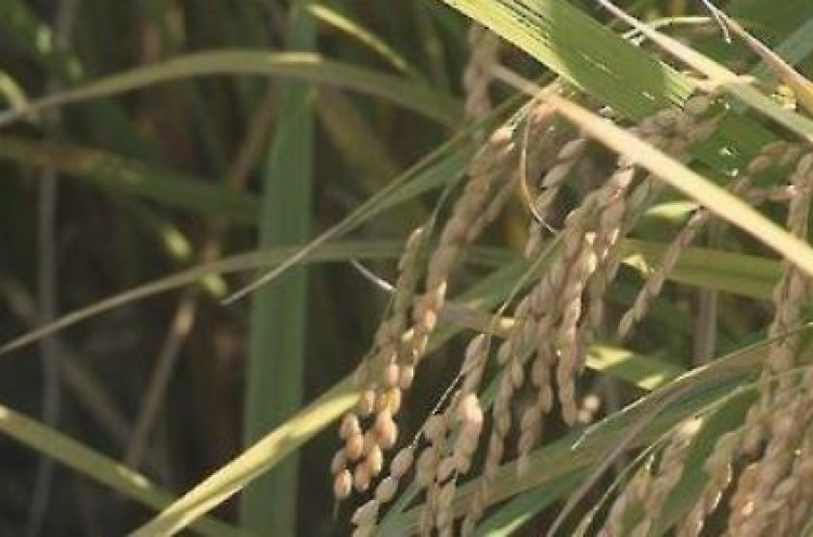 Rice output at half-century low in 2020 on bad weather