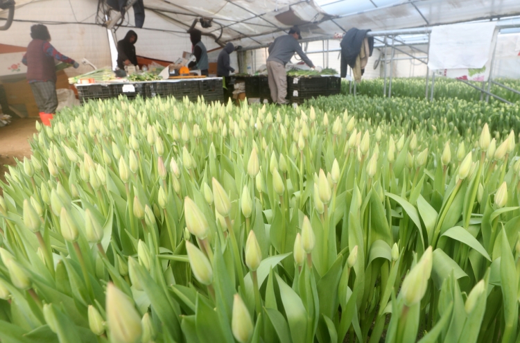 [Photo News] Tulips get ready for shipment as spring nears