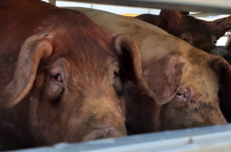 Animals in Korea (4)] Why we should care about animal cruelty in farms