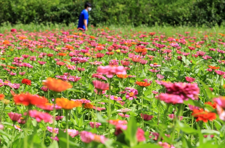 [Photo News] Zinnias bloom on Jeju Island
