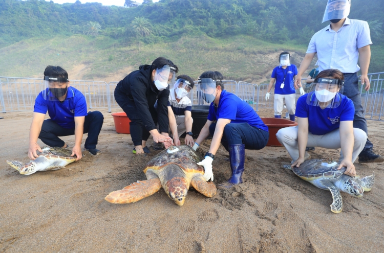 [Photo News] Sea Turtles Returning to Their Native Sea