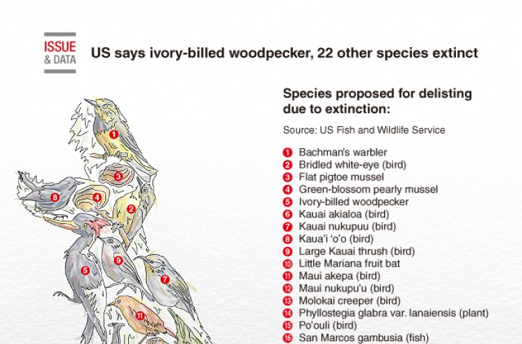 [Graphic News] US says ivory-billed woodpecker, 22 other species extinct