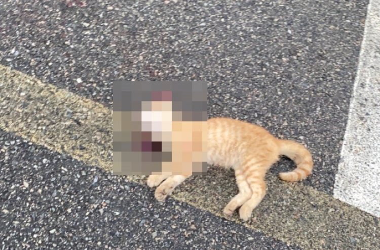 Cats shot dead at US air base in Gunsan: tipster