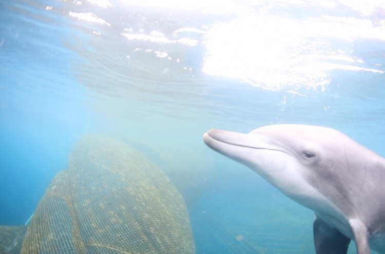 Captive dolphin released into sea after 17 years