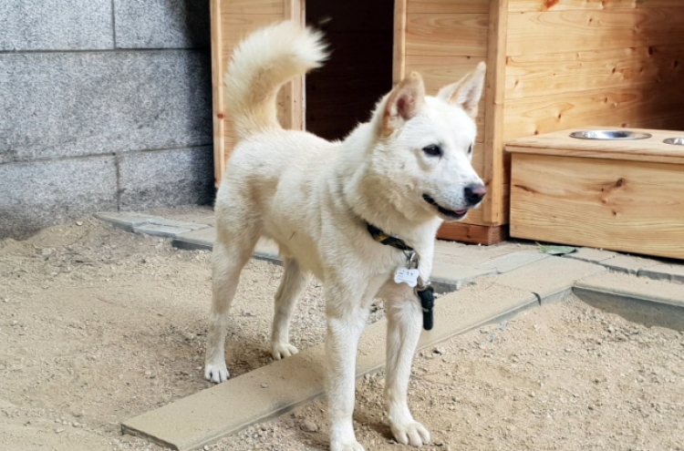 NK dogs gifted to Moon find new home in Gwangju zoo
