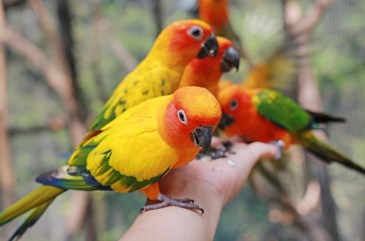 Construction firm ruled responsible for deaths of hundred of parrots