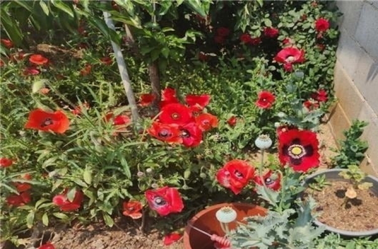 Police find dozens of opium poppies that ‘no one planted’