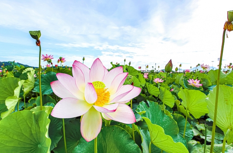 Lotus dating back to Goryeo to be shown at Sejong National Arboretum