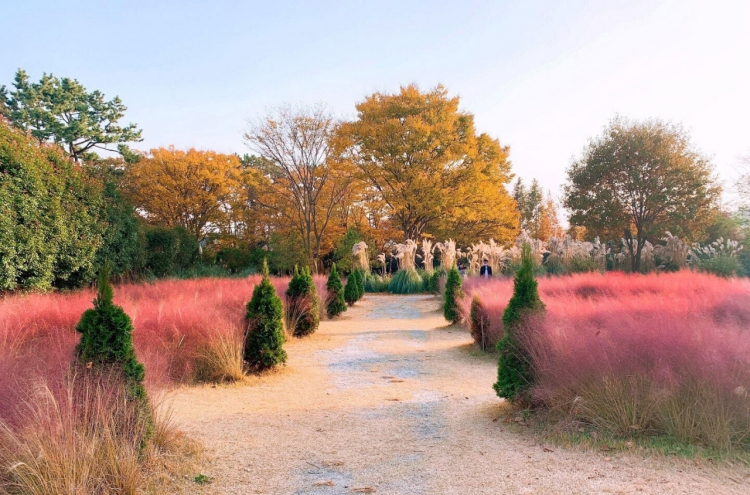 [Photo News] Pink muhly grass at Cheongsan Arboretum