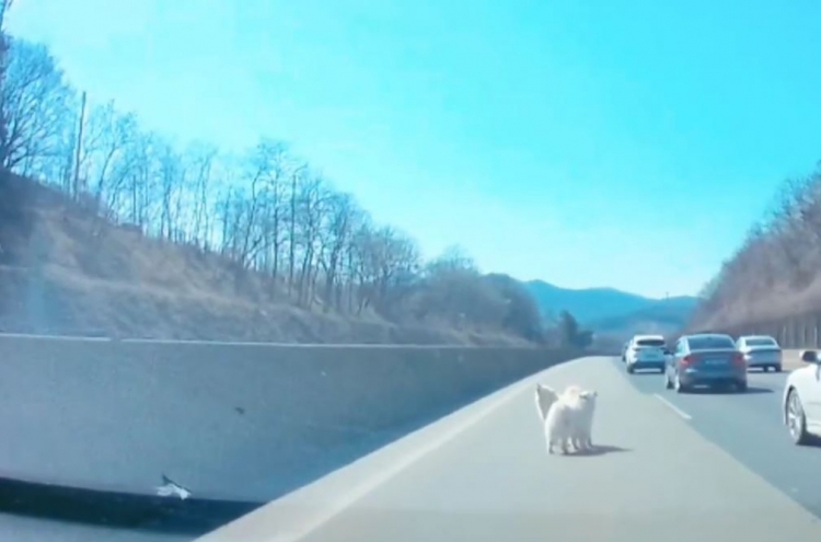 Two dogs rescued from middle of the freeway return home
